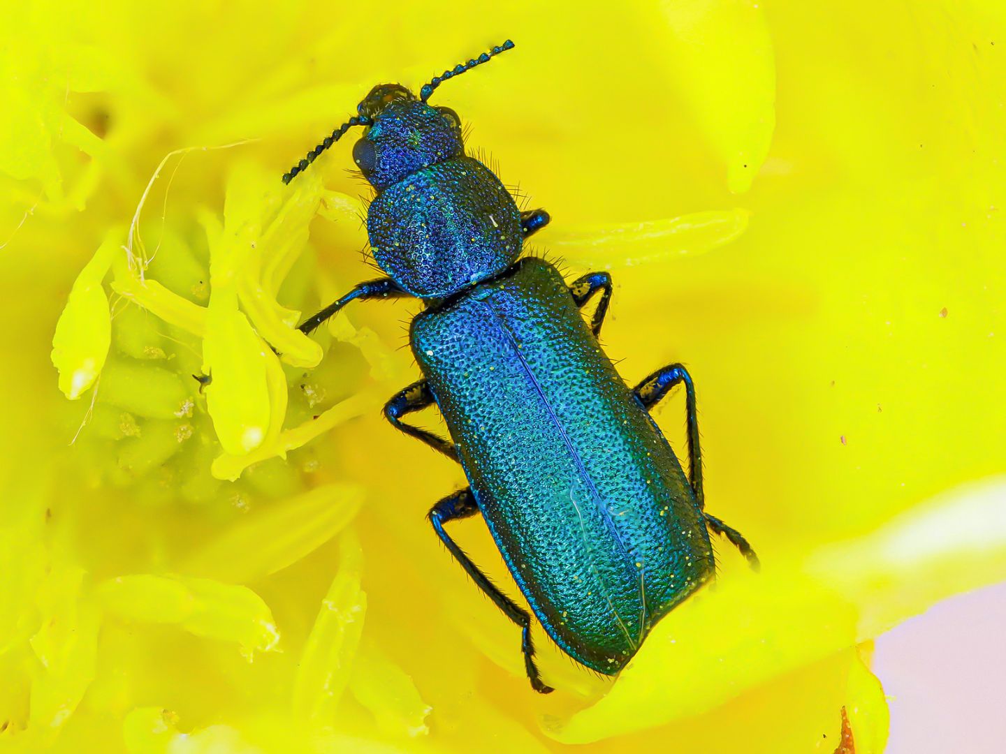 Dasytidae - Psilothrix viridicoerulea